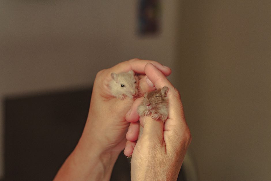 How to Keep Your Pet Hamster Happy and Healthy