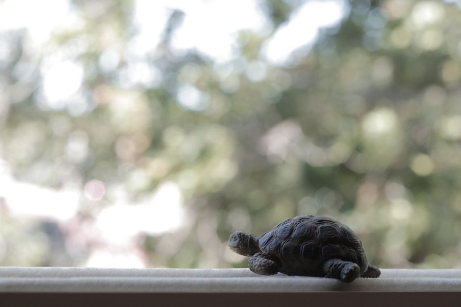 How to Keep Your Tortoise Outside Safely for Fresh Air