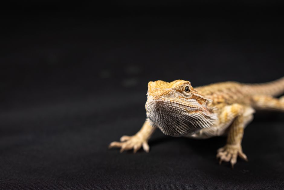 How to Sex a Lizard: Complete Identification Guide