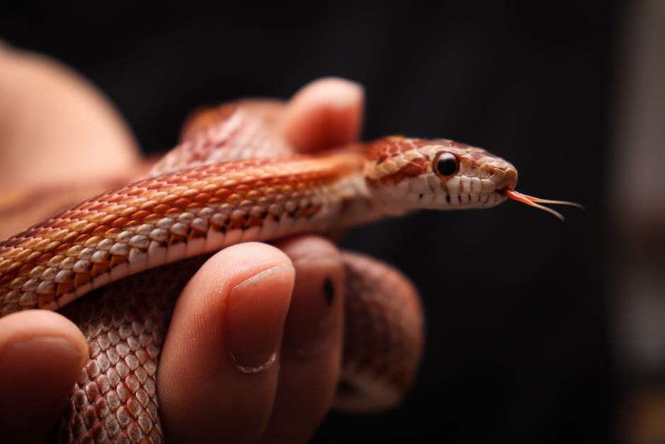 How to Sex a Snake: Safe Methods for Keepers