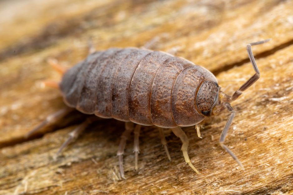 How to Start an Isopod Colony: Easy Beginner Guide