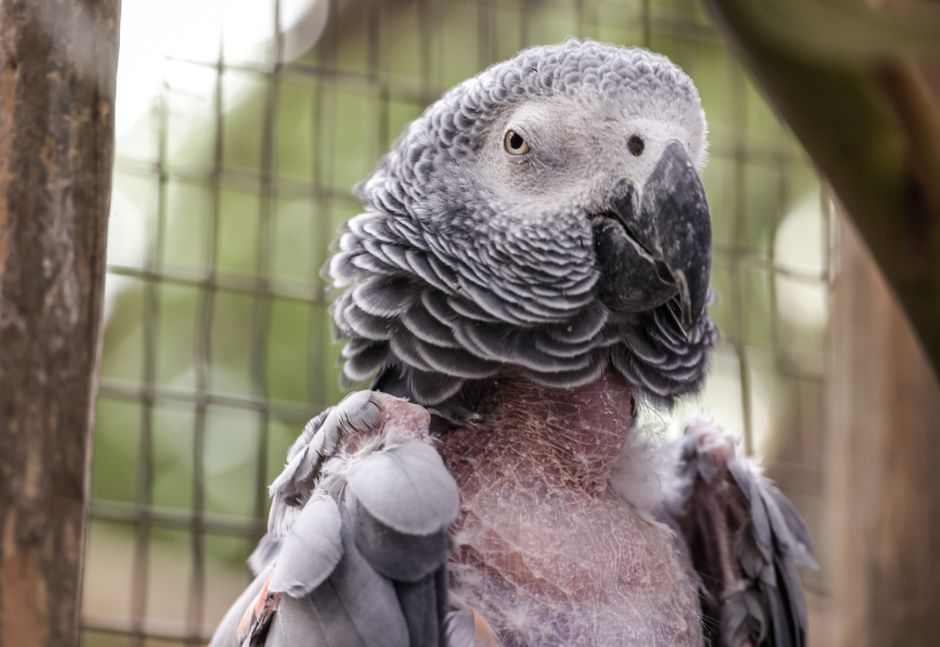 How to Stop a Parrot from Biting: Easy Guide