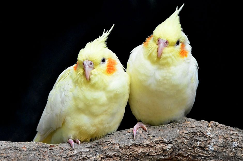 How to Stop Cockatiel Screaming: Simple Training Steps
