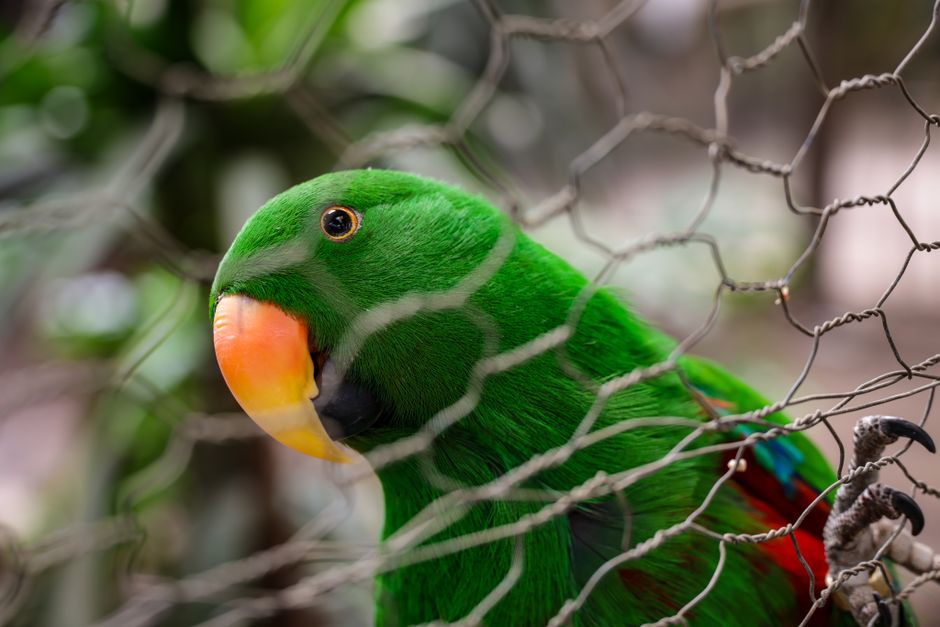 How to Stop Parrot Screaming: Safe and Proven Fixes