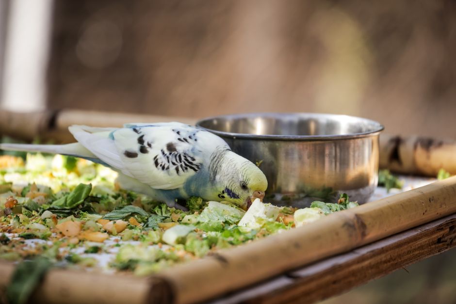 How to Switch a Bird to a Pellet Diet Easily