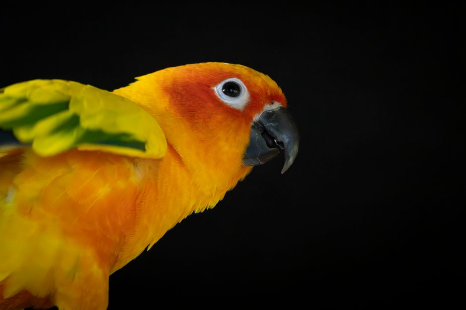 How to Travel With a Pet Bird Safely: Owner Guide