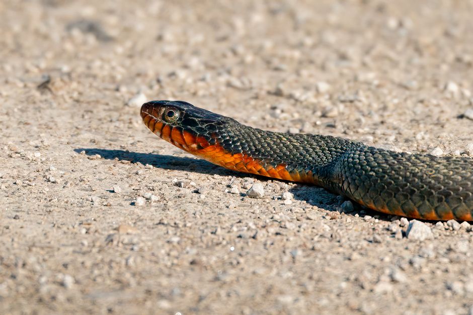 Is the Key Ring-Necked Snake Endangered? What to Know