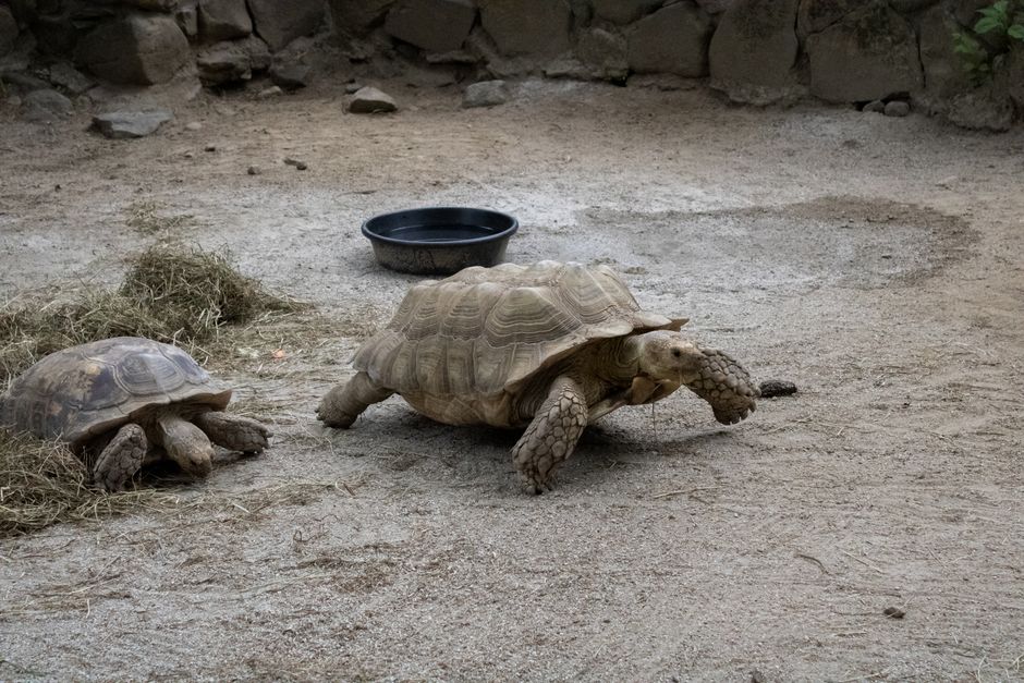 Keeping Tortoises Outside: Safe Outdoor Care Guide