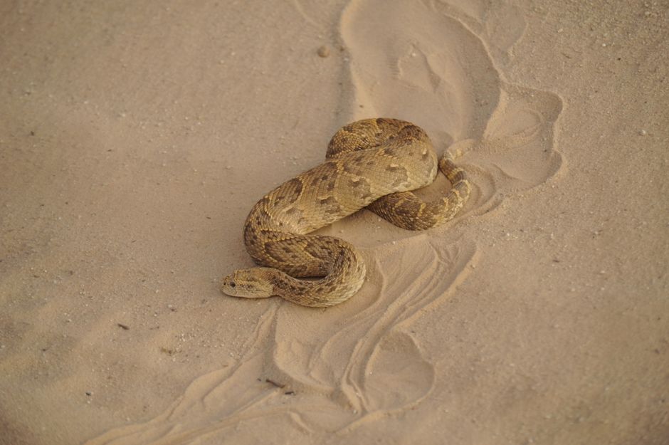 Largest Living Death Adder: Meet Record-Breaking Shazza