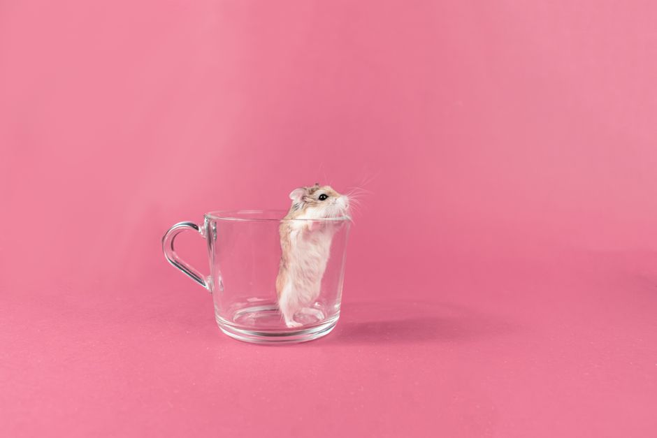 Can You Leave a Hamster Alone? Weekend Care Guide