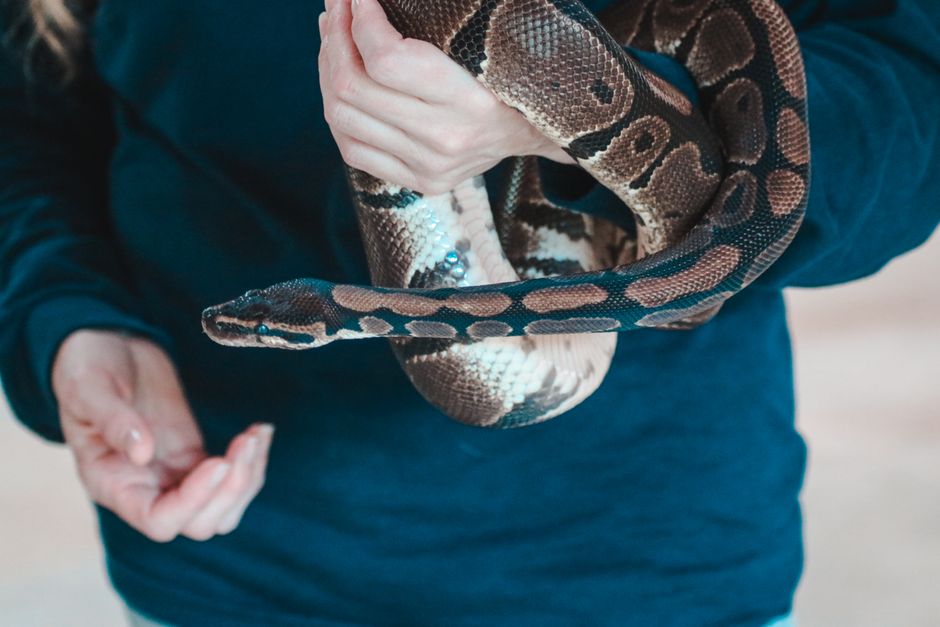 Leaving a Reptile Alone: Safe Care Guide for Pet Parents