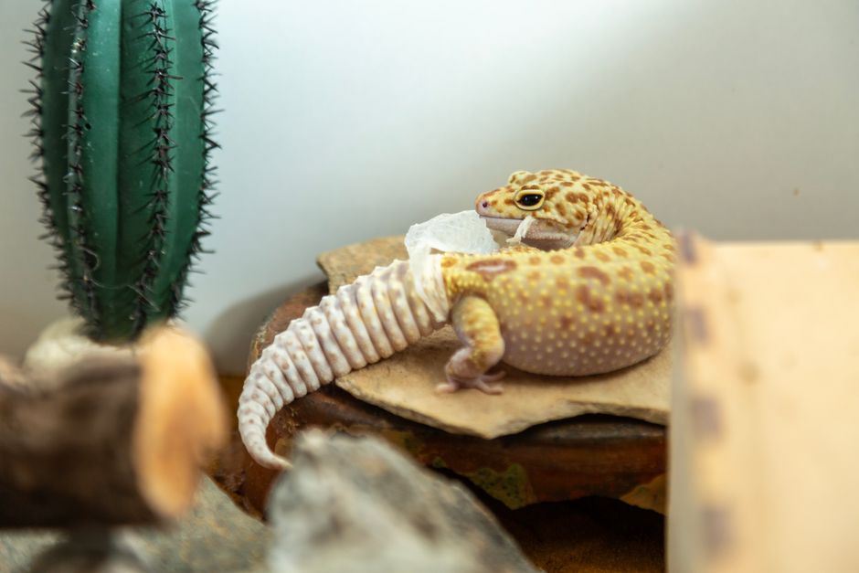 Leopard Gecko Stuck Shed: Safe Removal Guide
