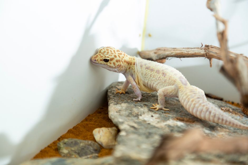 How to Fix Leopard Gecko Stuck Shed Safely
