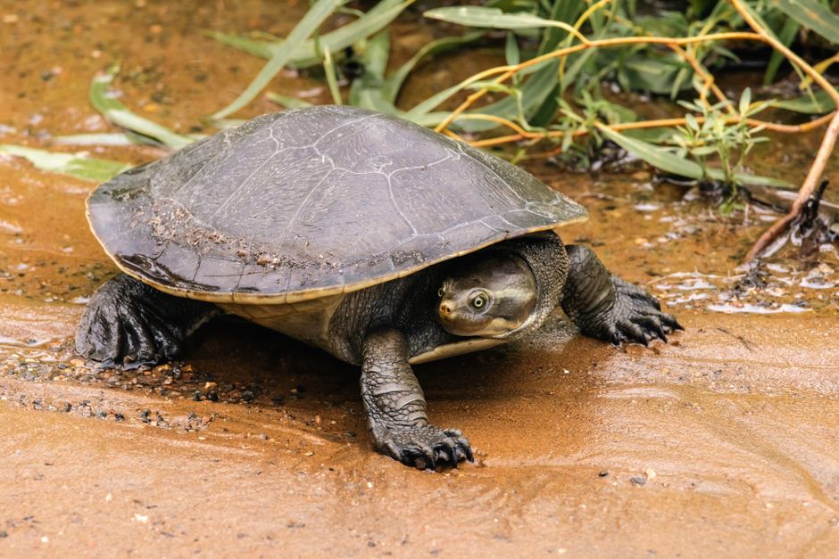 Long-Necked Turtle Drought Survival: Mud Rescue