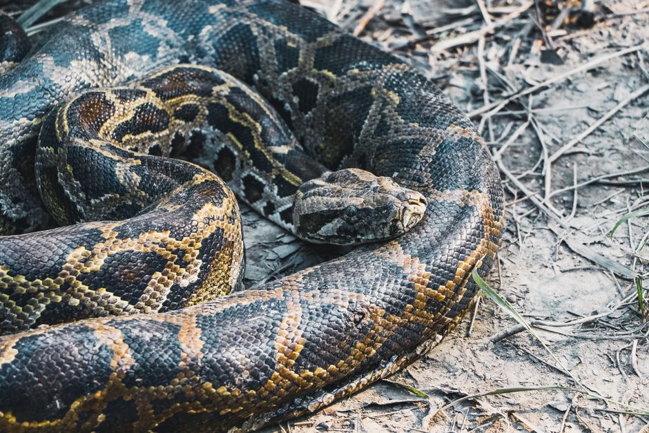 Longest Wild Snake Ever Found: A Record Python