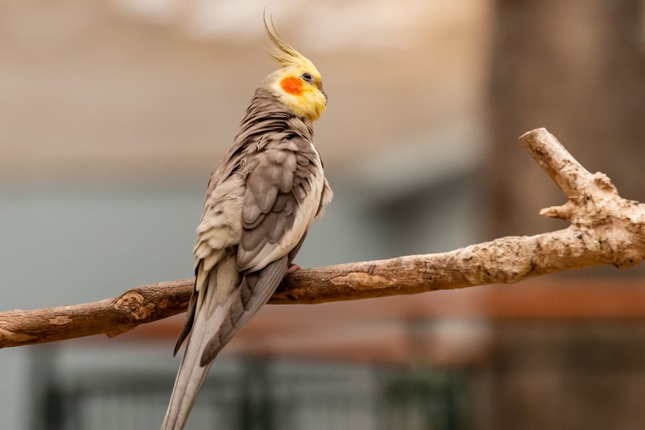 Lost Cockatiel Identification: How to Verify Your Bird