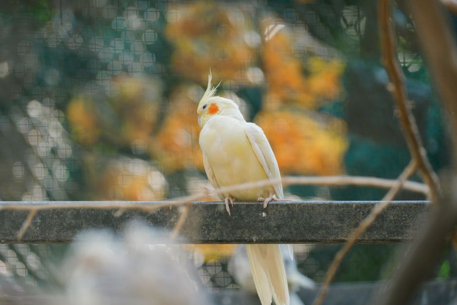 Lost Cockatiel Survival: How Escaped Birds Stay Alive