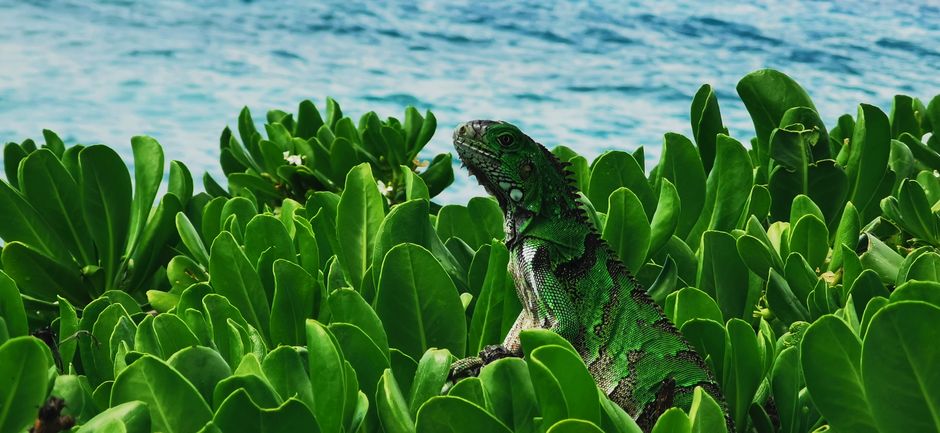 Marine Iguana: The Ocean-Feeding Lizard