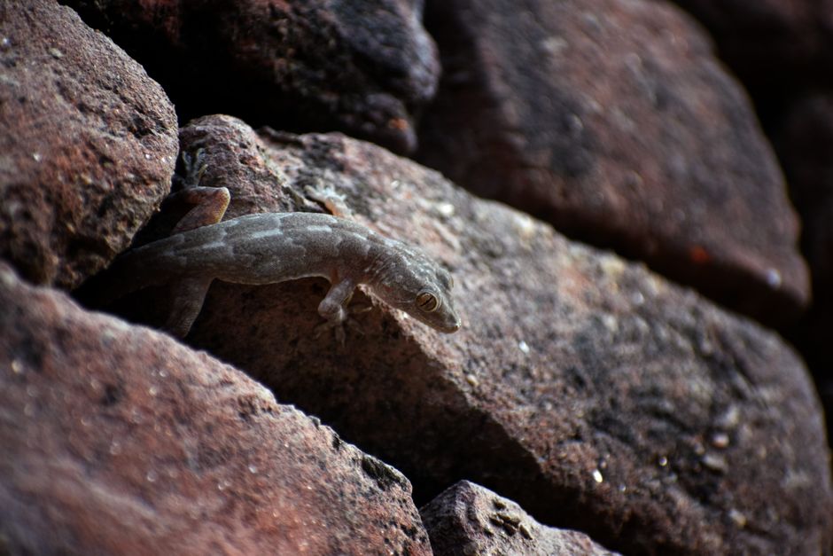 New Hemidactylus Gecko Species Found in India