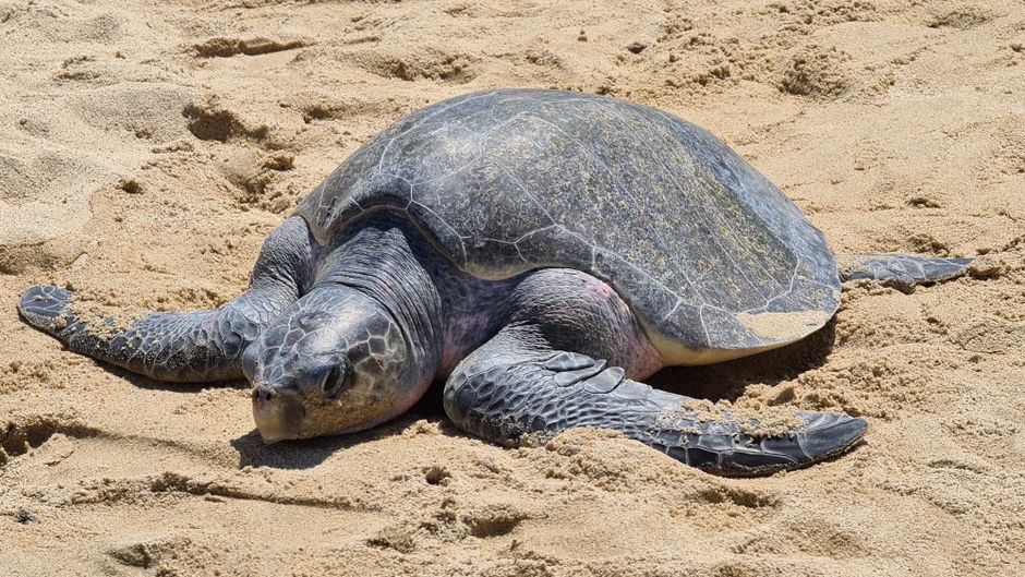 Olive Ridley Sea Turtle Eggs: Why Rescuers Move Them
