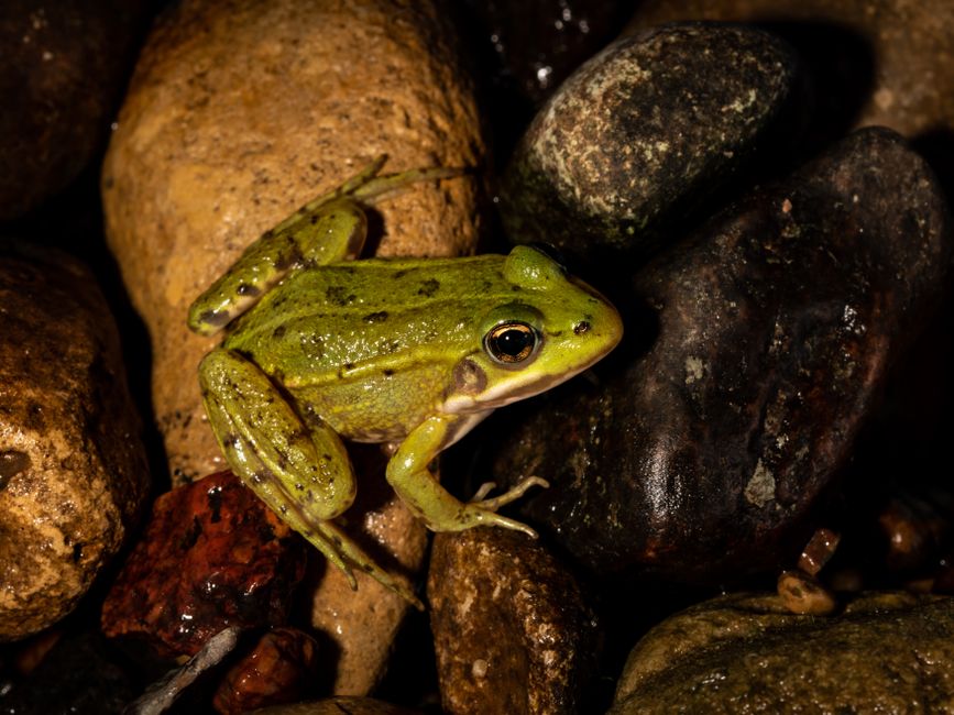 Pacman Frog Not Eating: Causes and Safe Fixes