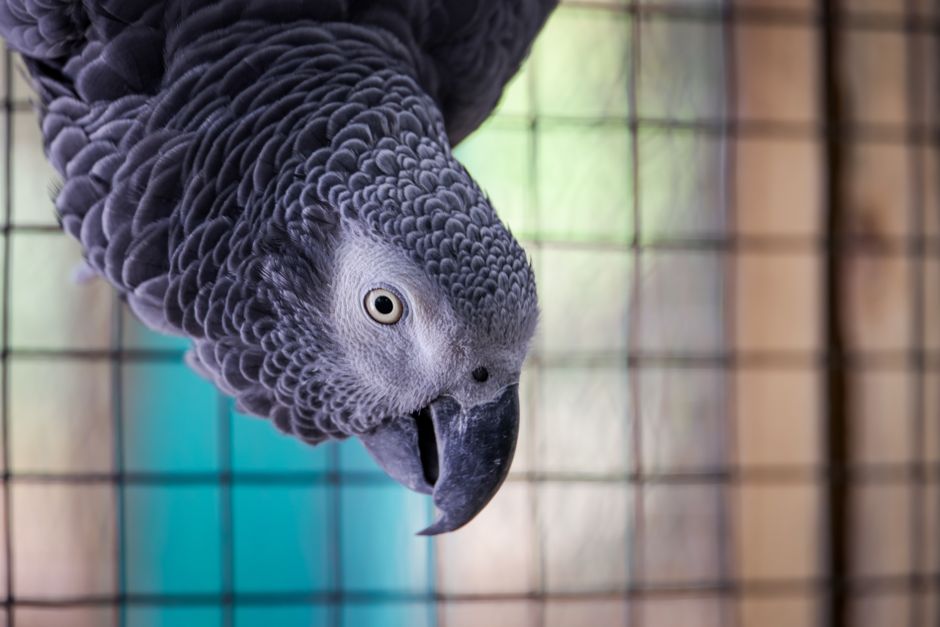 Parrot Cage Size: How Big Should Your Bird's Cage Be?