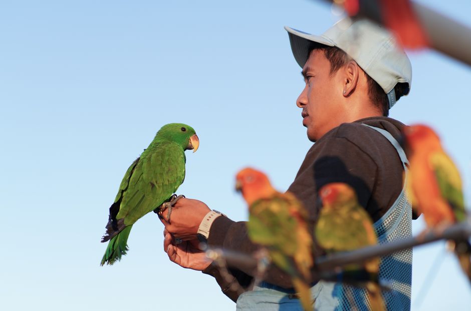 Parrots for Veterans: How Rescue Birds Heal Trauma