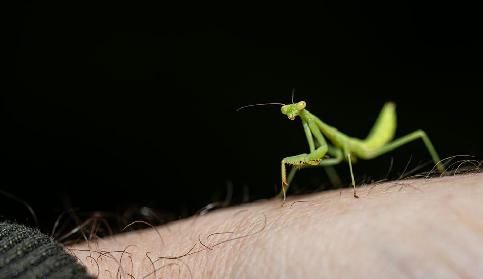 Pet Praying Mantis Care: Complete Beginner Guide