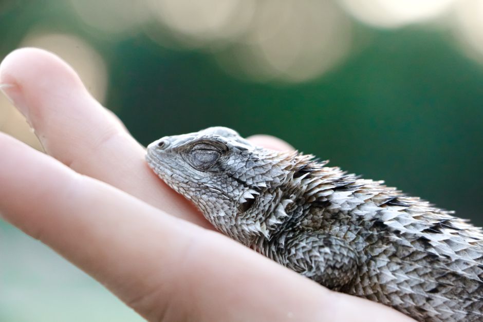 Reptile Calming Kit Guide: Signs, Uses, and Care
