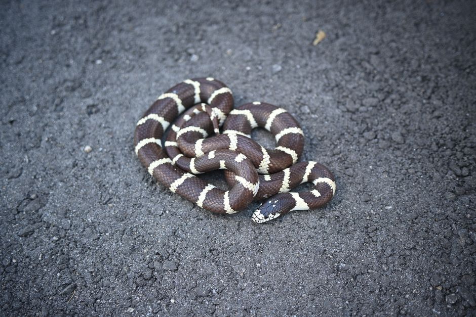 Sea Snakes in California: Why Tropical Species Appear