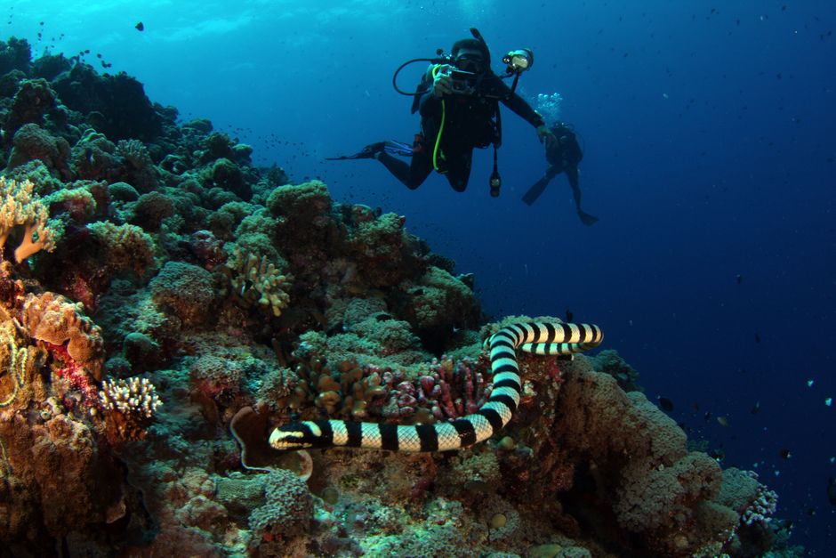 Sea Snakes in California: Why Strandings Happen