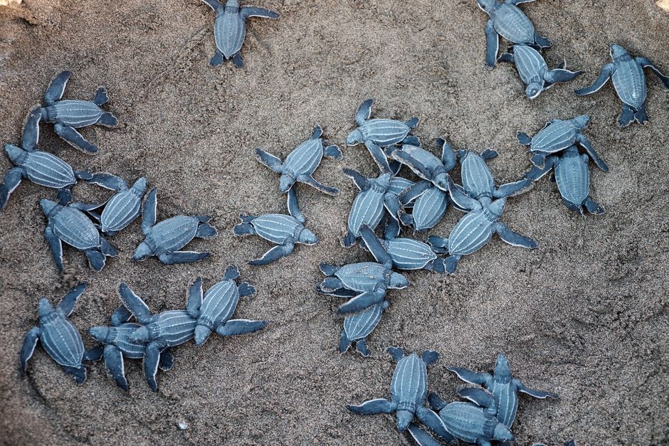 Sea Turtle Nesting West Coast: Rare Sighting Guide