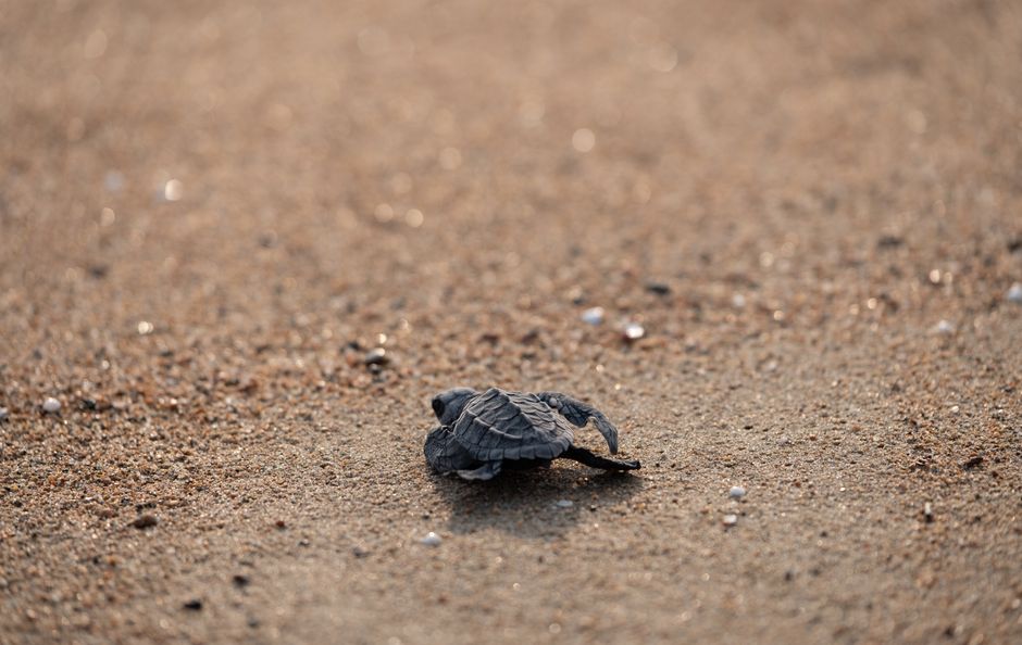 Sea Turtles Nesting in California: Storms and Rare Sights