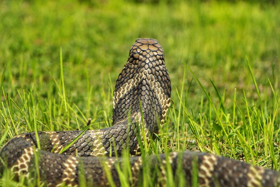 Snake Regurgitation: Causes, Risks, and Safe Care
