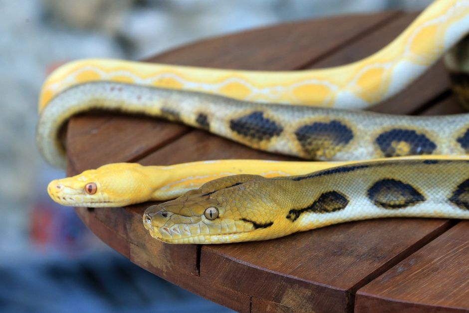 Snakes in Hawaii: Pet Laws and Penalties Explained