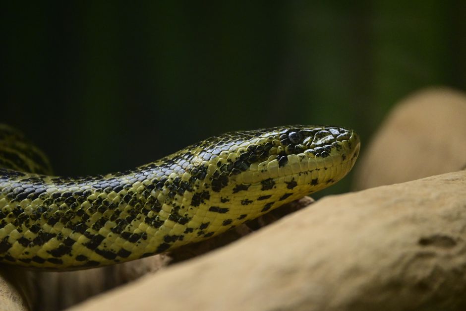 Swimming with Green Anacondas: What Science Shows