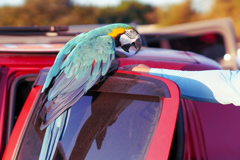 Traveling with a Bird: Safe Car Travel Guide