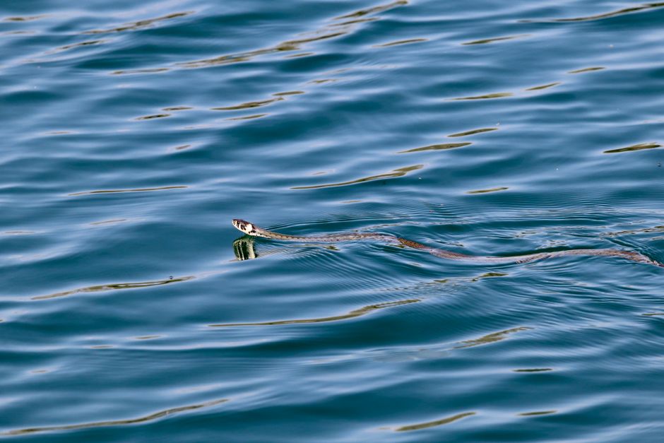 Venomous Sea Snakes in California: Why Are They Here?