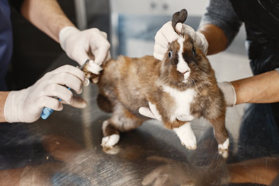 What Do New Vet Pricing Rules Mean for Exotic Pet Owners?