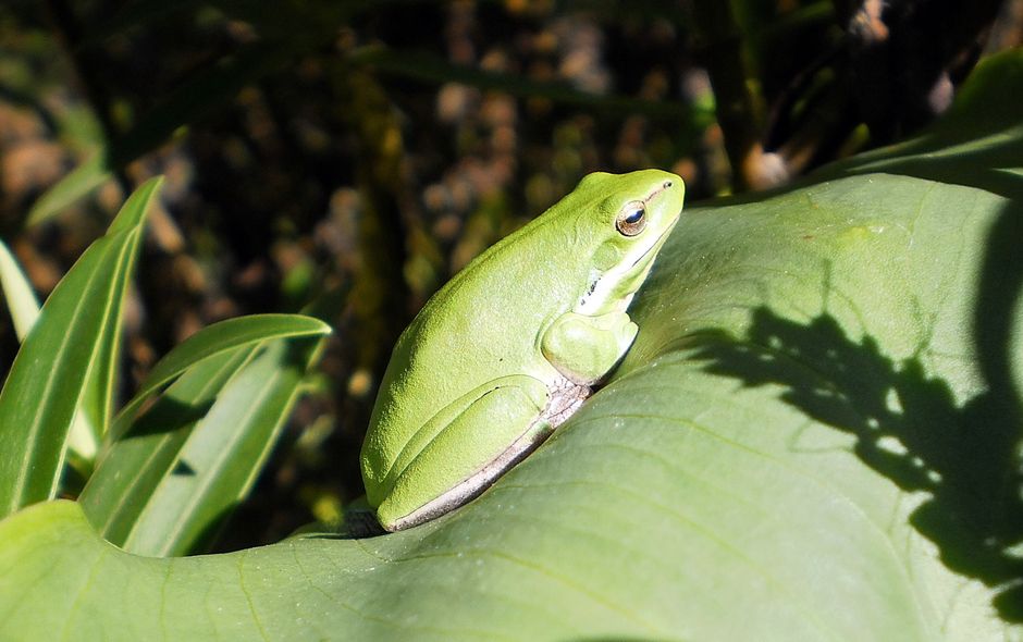 What Do White's Tree Frogs Eat? Complete Diet Guide