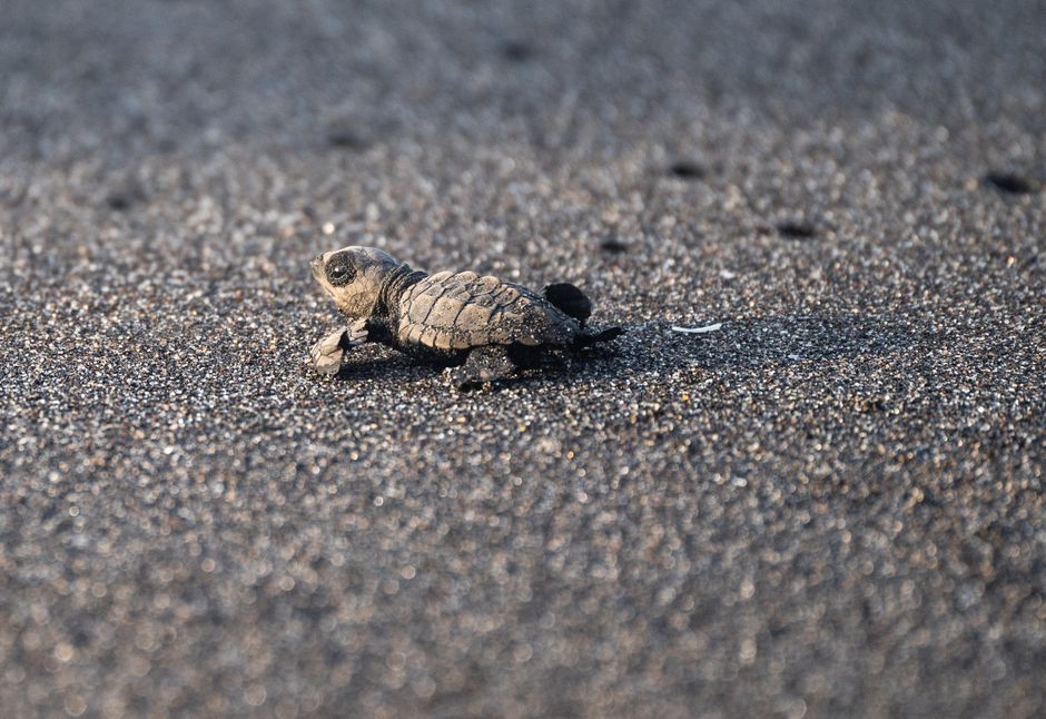 What Is a Baby Turtle Called? The Real Name Explained