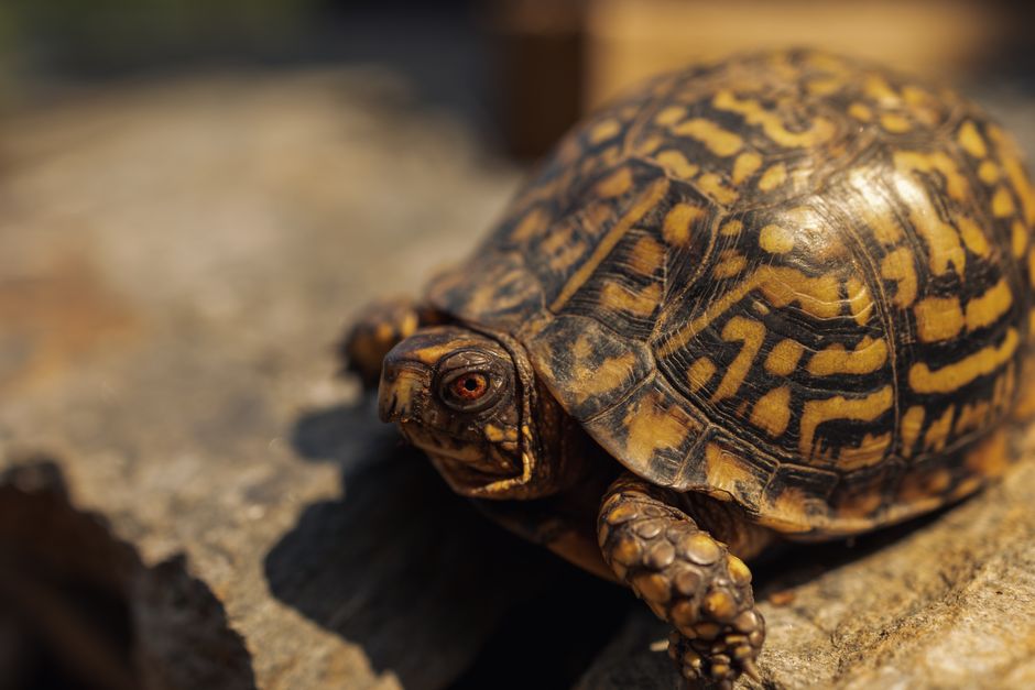 Eastern box turtle resting on green moss in a natural forest environment