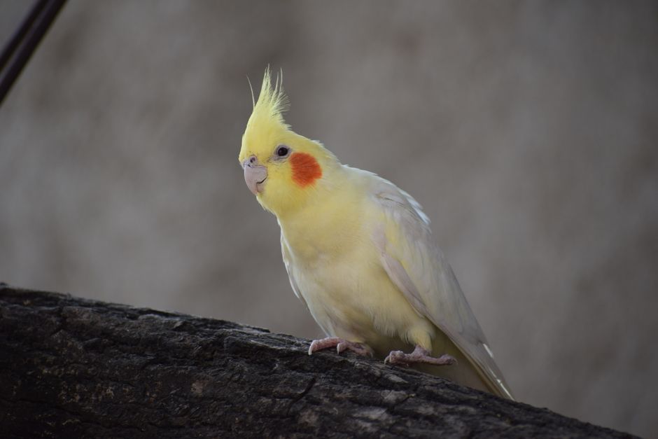 When Do Cockatiels Molt? Schedule and Care Guide