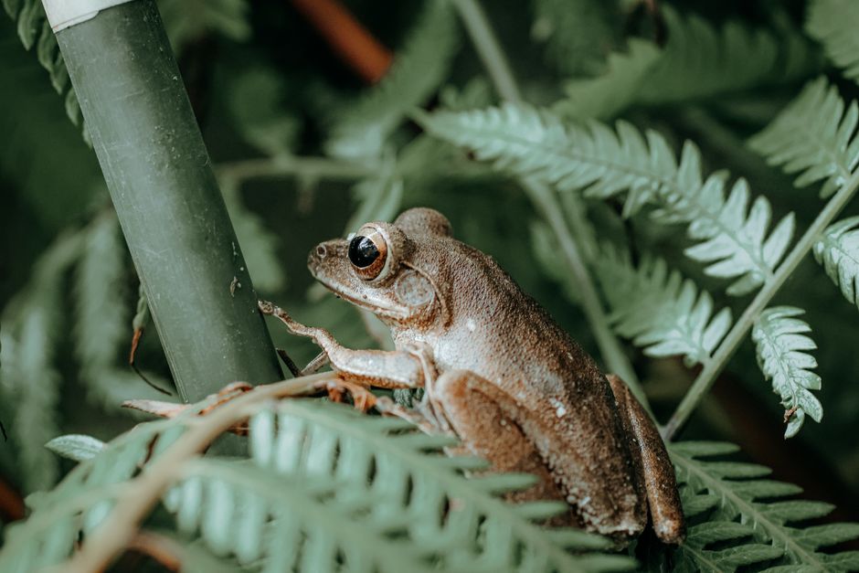 Why Is My White's Tree Frog Turning Brown?