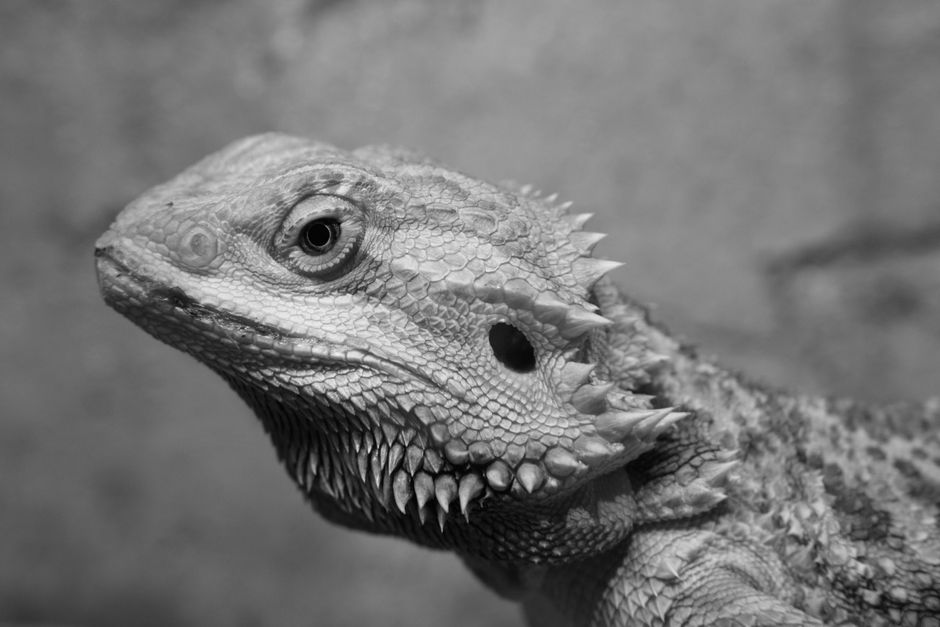 Why Is My Bearded Dragon Turning Black? Key Causes