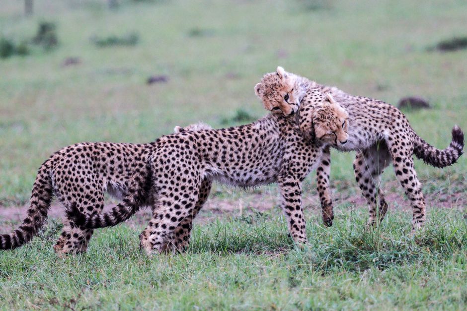 Why Do Big Cats Get Zoomies? Feline Play Explained