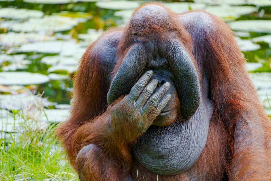 Why Do Great Apes Seem So Human? Science Explains