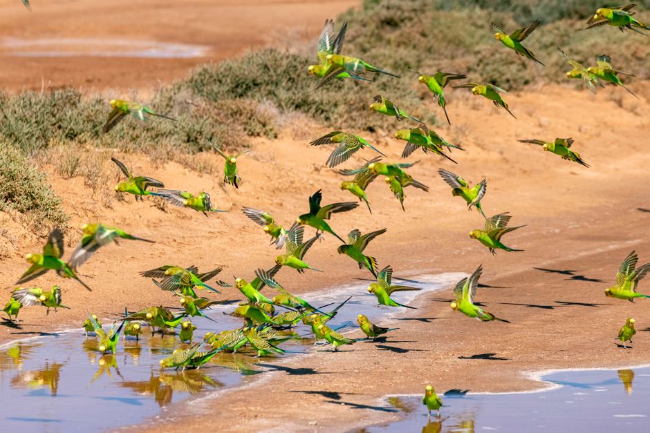 Why Do Parrots Swear? Fixes and Flock Dynamics