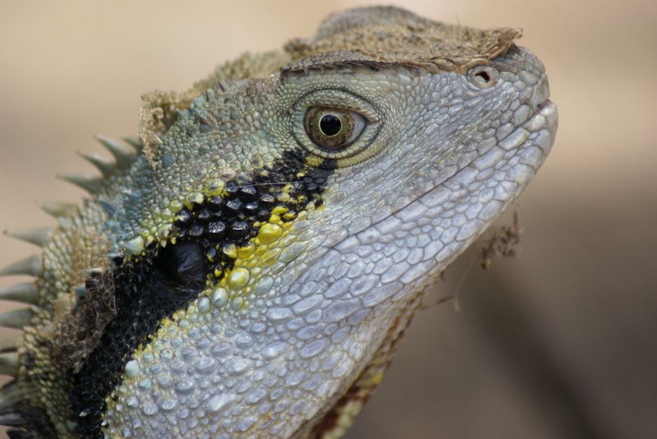 Why Does the Horned Lizard Shoot Blood From Its Eyes?