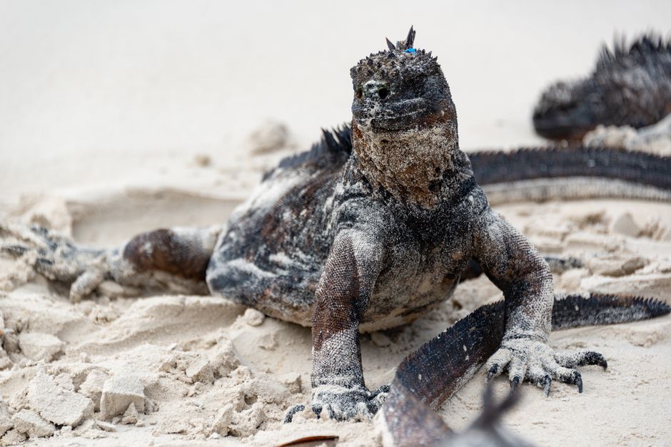 Why Does the Marine Iguana Sneeze Salt Out of Its Nose?